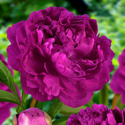 ПИОН Виктори Де Ла Марн Разбор 2/3 n Кол-во упак., шт 1