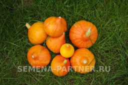 Тыква Оранж Саммер - Партнер фото 7