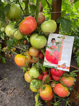 Томат ЗЛАТОУСТ коллекция Татьяны Штайнерт Авторская селекция - Уральский дачник фото 9