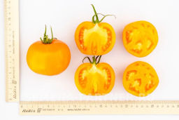 Томат Золотой Орфей - Партнер фото 6