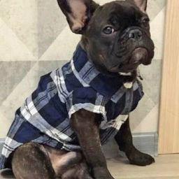 Кофта - рубашка фланелевая для мелких пород собак и кошек "BRO Style", цвет черный, р 3XL