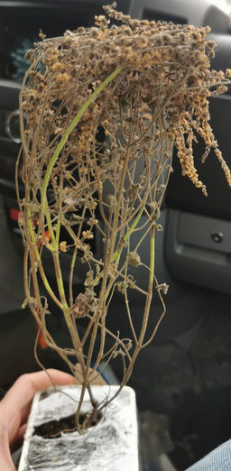 Мята Земляника мелколистная