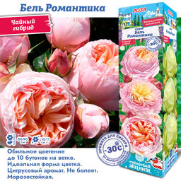 Роза Бель Романтика (Чайно-гибридная) 1шт
