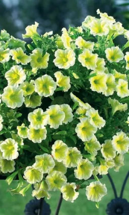 Петуния ампельная ДАЙМОНД САН ШЕЙДЕЗ F1  Новейшее достижение в селекции!