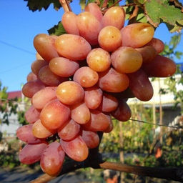 Виноград Преображение (коробка) 1шт