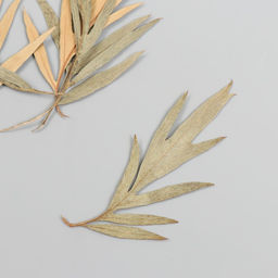 Цена за 6 шт. Сухоцвет Лист полыни горькой бежевый h=5-8 см - Арт узор фото 2