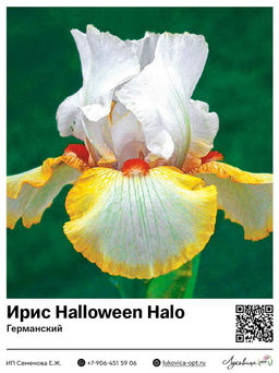 Ирис Halloween Halo (Германский)