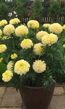 Бархатцы СНЕЖНАЯ КОРОЛЕВА