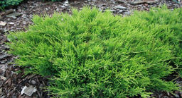 Можжевельник горизонтальный Андорра Компакт С3