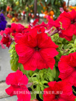 Петуния Сауэр Ред Вельвет кустовая крупноцветковая - Партнер фото 2