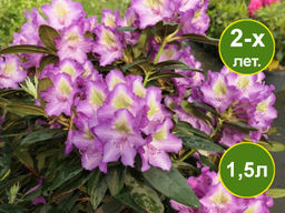 Рододендрон Bohlkens Lupinenberg (Болькен Люпиненберг)