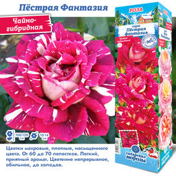 Роза Пестрая Фантазия (Чайно-гибридная) 1шт