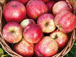 Яблоня Штрифель