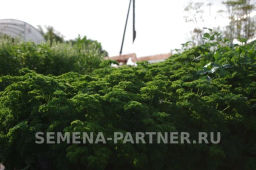 Петрушка кудрявая Астра - Партнер фото 4