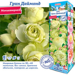 Роза Грин Даймонд (Миниатюрная) 1шт