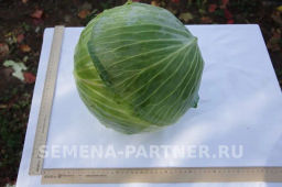 Капуста белокочанная позднеспелая Килатон - Партнер фото 3