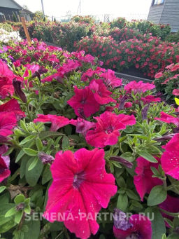 Петуния Супремо Эмилия полуампельная тёмно-розовая - Партнер фото 8