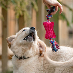 Игрушка мягкая для собак Особая кость на канате, с пищалкой, 25 см, микс цветов - Пижон фото 6