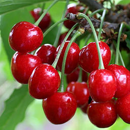 Черешня Веда (саженец с этикеткой) 1шт