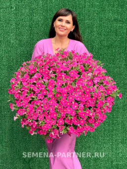 Петуния Зацветёт Middl Роузмэри полуампельная - Партнер фото 2