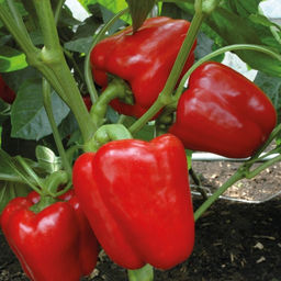 6220U Перец сладкий Доминатор 5шт