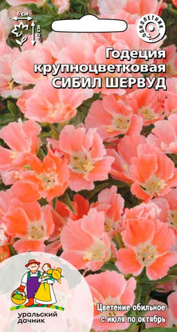 Годеция СИБИЛ ШЕРВУД Крупноцветковая!