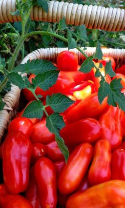 Томат ПЕРЦЕВИДНЫЙ До 30 вкуснейших плодов с растения! Суперзасол! - Уральский дачник фото 7