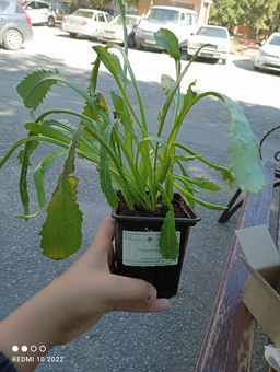 Ромашка садовая