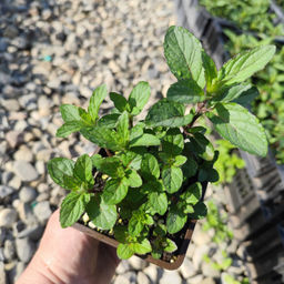 Мята Шведский лимон - Долина роз фото 3