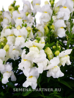 Львиный Зев низкорослый крупноцветковый Гранд Аморе Федельта - Партнер фото 3