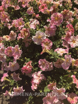 Петуния Лулу Коктейль каскадная нежно-розовая - Партнер фото 3