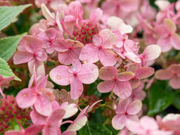 Гортензия метельчатая Полистар