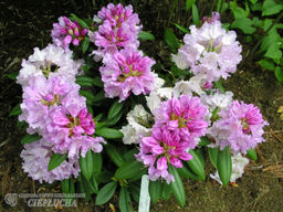 Рододендрон Caroline Allbrook (Каролина Альбрук) - Долина роз фото 3