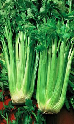 Сельдерей листовой БОДРЫЙ ДЕНЬ  Очень урожайный! Великолепный вид с деликатесным вкусом!