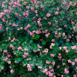 Снежноягодник Симфони Рамбл С5