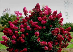 Гортензия Вимс Ред 20-40 см, горшок Р9