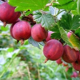 Крыжовник Розовый 2