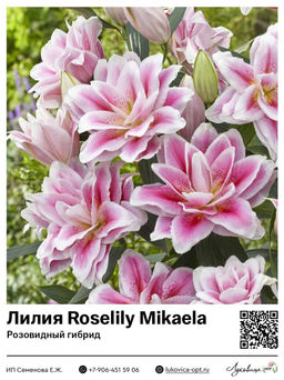 Лилия Roselily Mikaela (Розовидный гибрид)