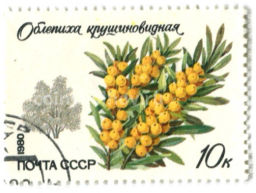 Марка Облепиха крушевидная 1980 год