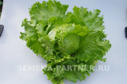 Салат кочанный Тарзан - Партнер фото 5