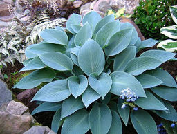 Хоста Halcyon (Халцион)