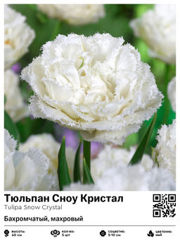 Тюльпан Snow Crystal (Бахромчатый, махровый) - Голландские луковицы фото 2