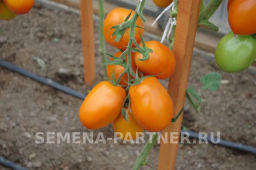 Томат Оранжевый Папа - Партнер фото 3