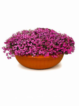 Лобелия каскадная Ривьера Роуз - Партнер фото 5