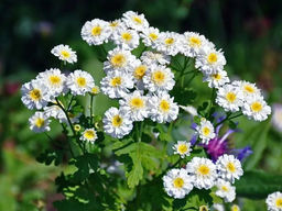 Танацетум Снежные хлопья