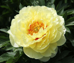 ПИОН Ито Бартзелла Разбор 2/3 n Кол-во упак., шт 1