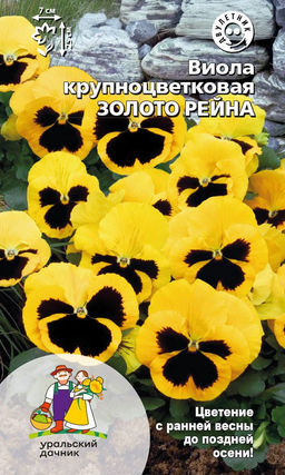 Виола ЗОЛОТО РЕЙНА Крупноцветковая