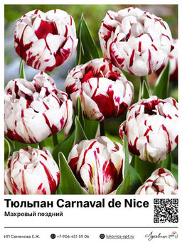 Тюльпан Carnaval de Nice (Махровый поздний)