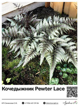 Кочедыжник Pewter Lace (Ниппонский)