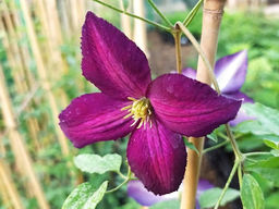 Клематис Жакмана Пурпуреа ЗКС - Долина роз фото 3